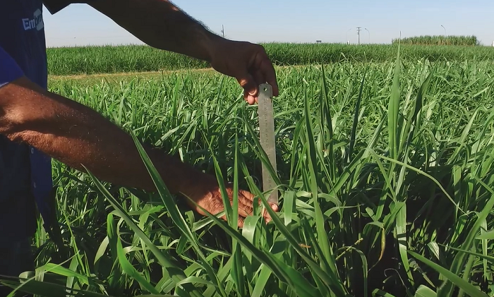 5 Práticas Sustentáveis que Revolucionam o Agronegócio Brasileiro